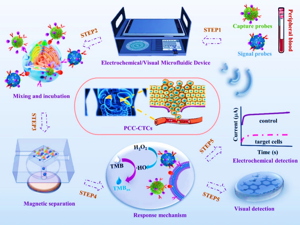 李曹龙/王飞课题组在Biosensor and Bioelectronics上发表基于循环肿瘤细胞的嗜铬细胞瘤早诊的最新研究成果